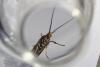 Esperia sulphurella